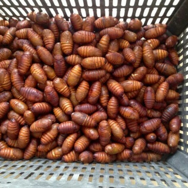 茧蛹