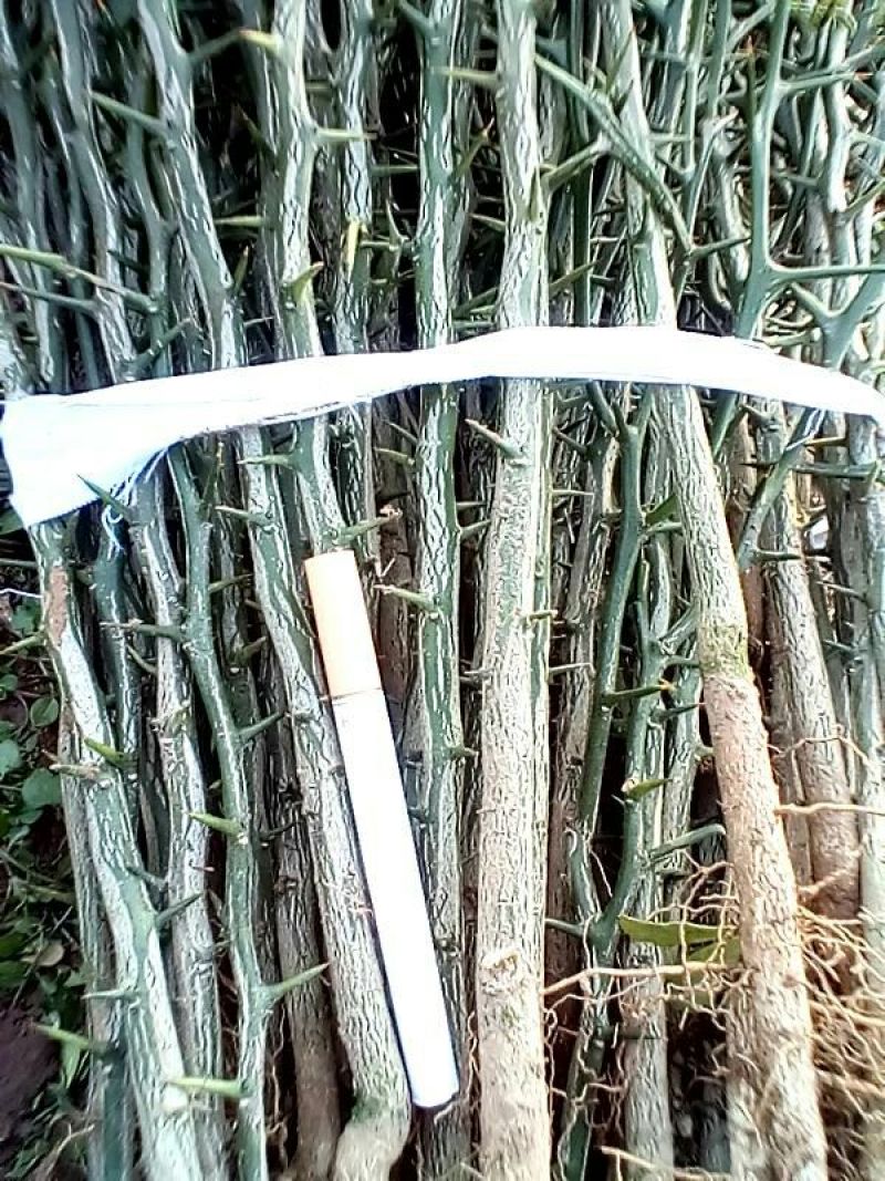 枳壳苗