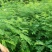 紫穗槐苗80cm以上