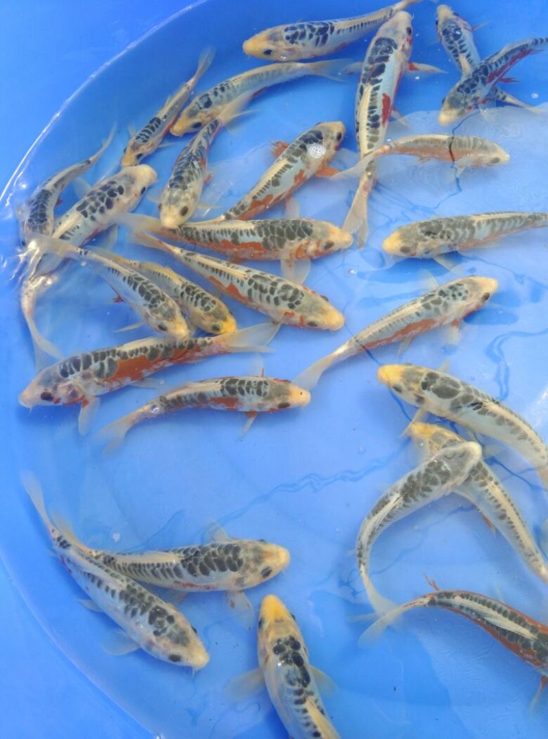 锦鲤饲料0.5~1公斤