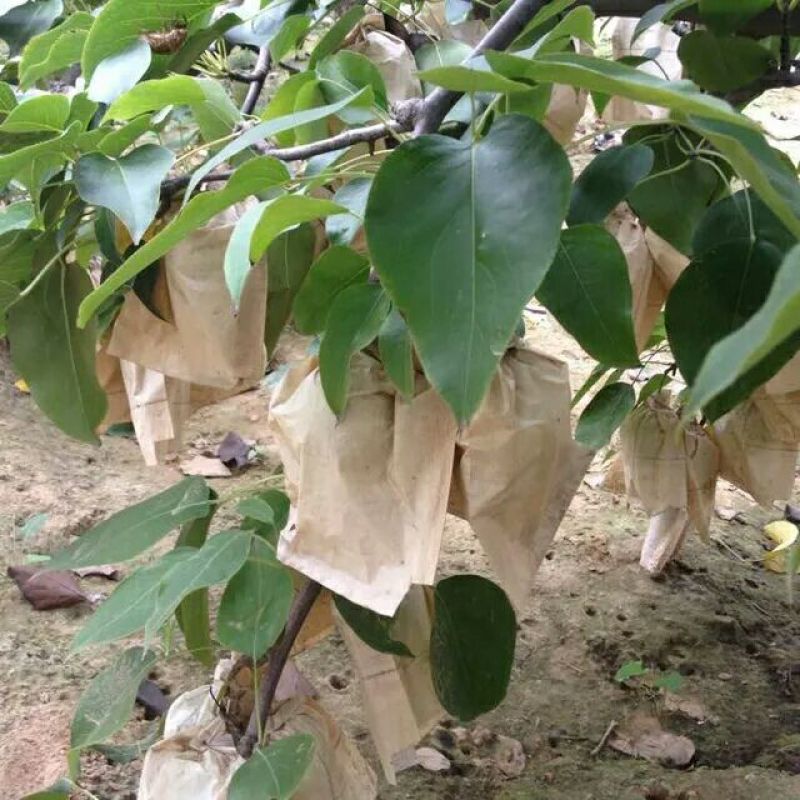 长把梨150~200g纸袋