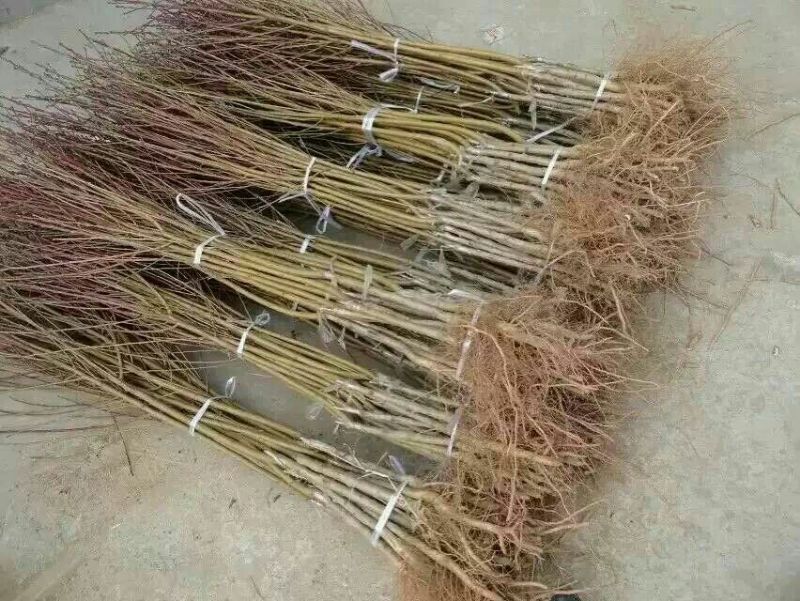 山东烟台专业批发实生桃树苗
