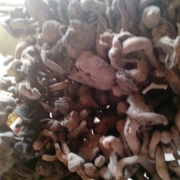红蘑菇一级4cm