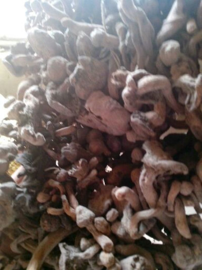 红蘑菇一级4cm