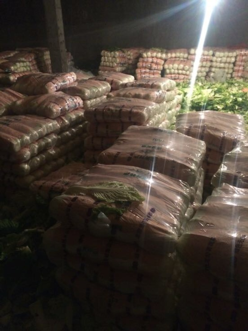 定州冬储三号白菜大量现货，菜绿无烧心，诚信代收产地货源