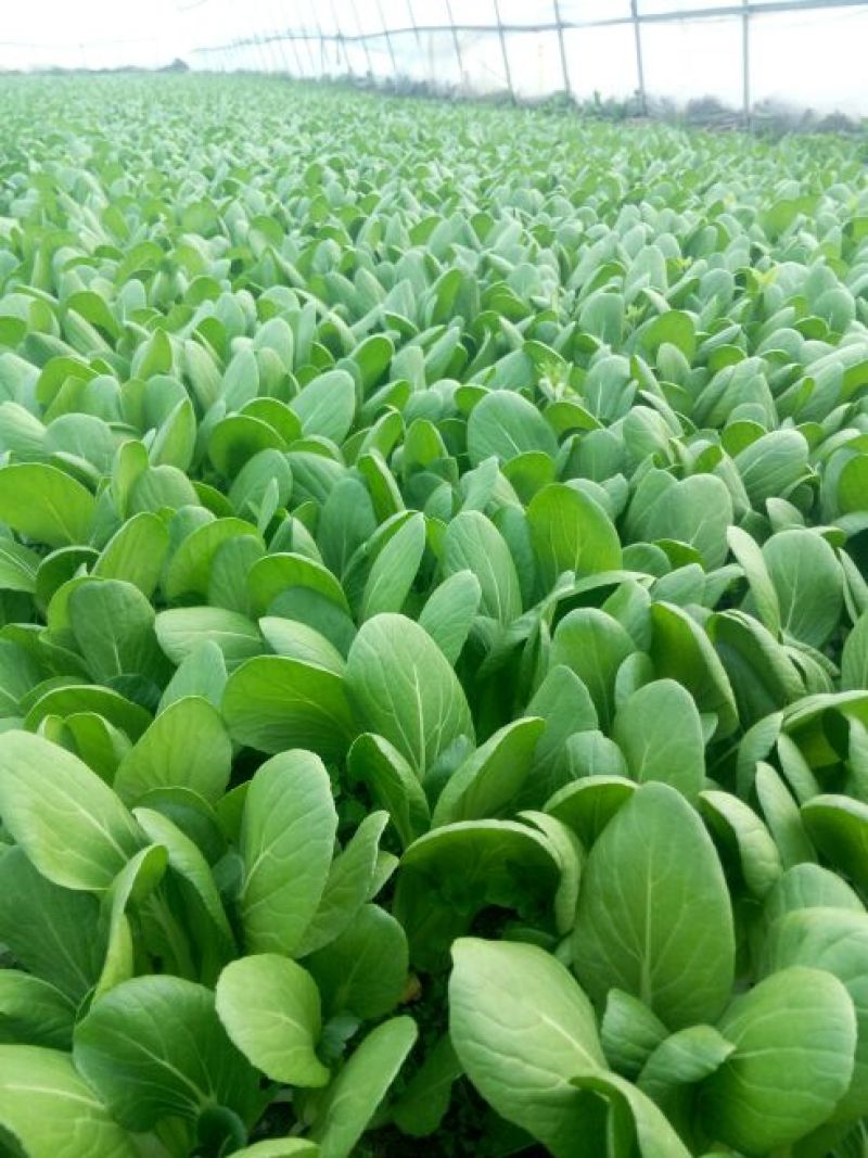 【热销】（坏菜包赔）精品小青菜油菜产地直销
