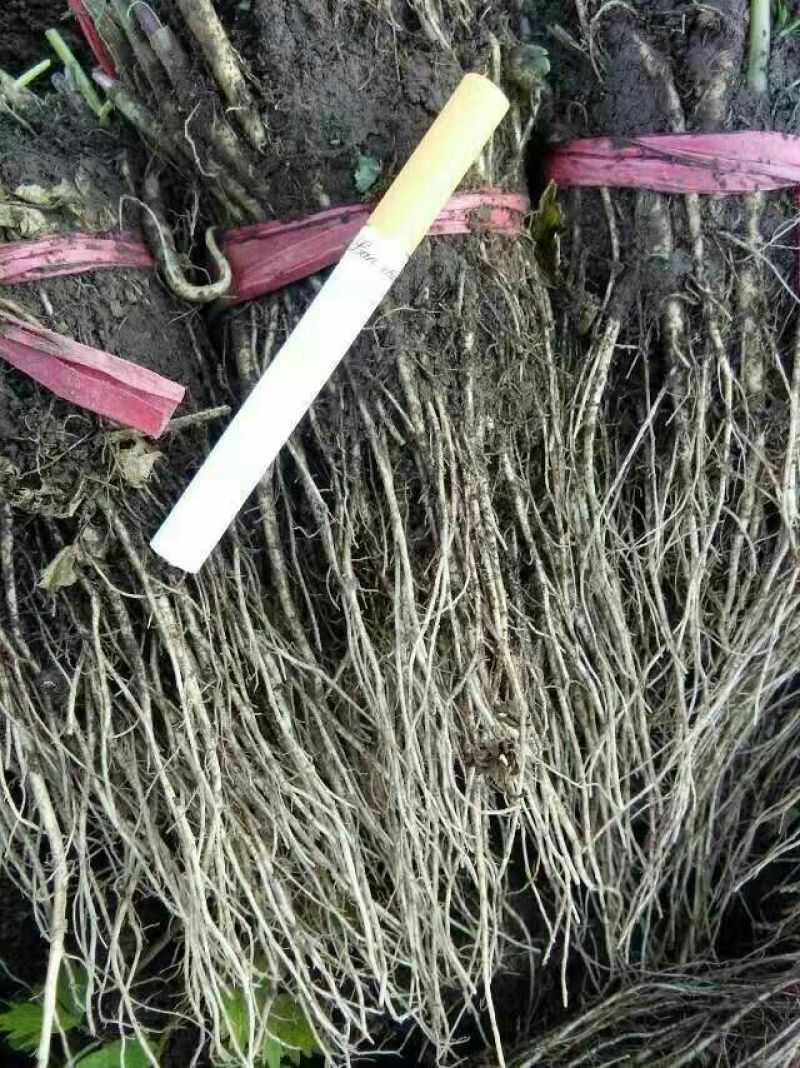 岷县当归苗，苗子均匀，无烂苗，每袋数量7千至1万苗