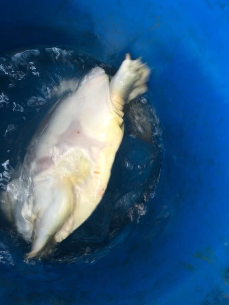 黄沙鳖