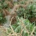 甜茶苗，种子苗！大瑶山刺儿茶
