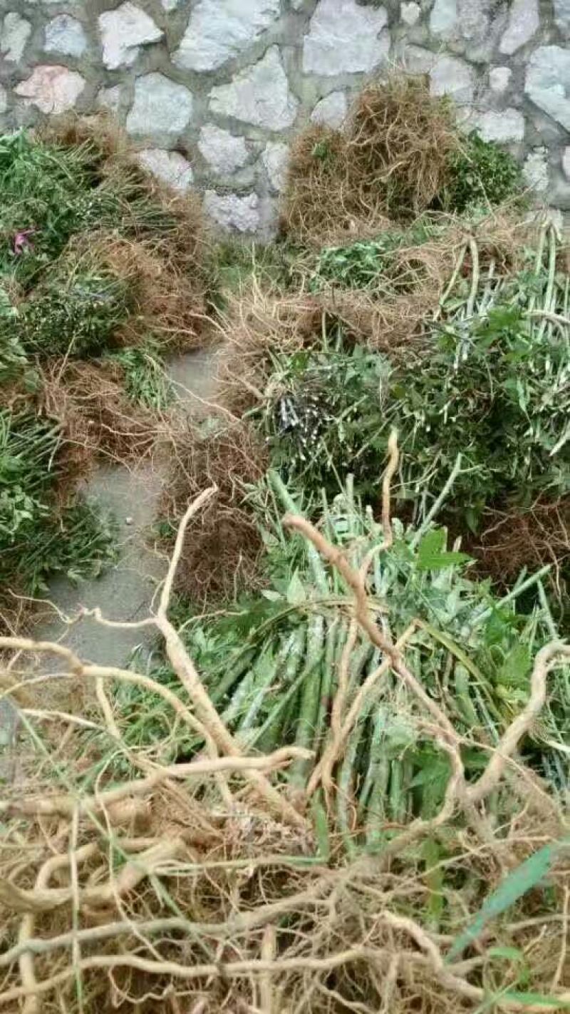 甜茶苗，种子苗！大瑶山刺儿茶