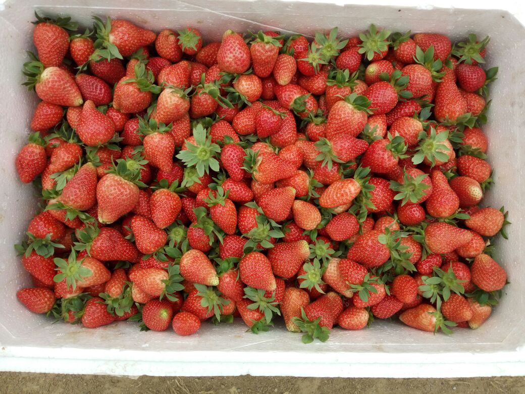 法兰蒂草莓广西南宁市横县_批发_供应-一亩田