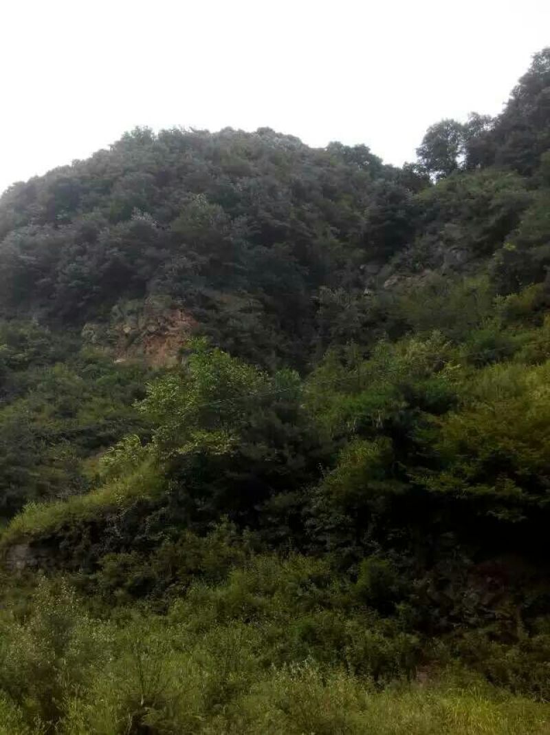 纸皮核桃30mm以上去皮