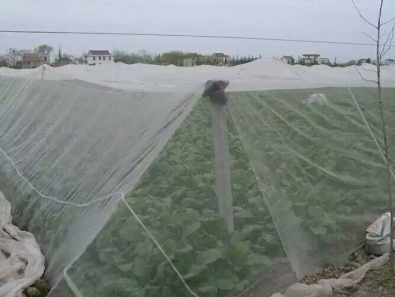 防虫网厂家直销批发60目质量保5年以上提供发票