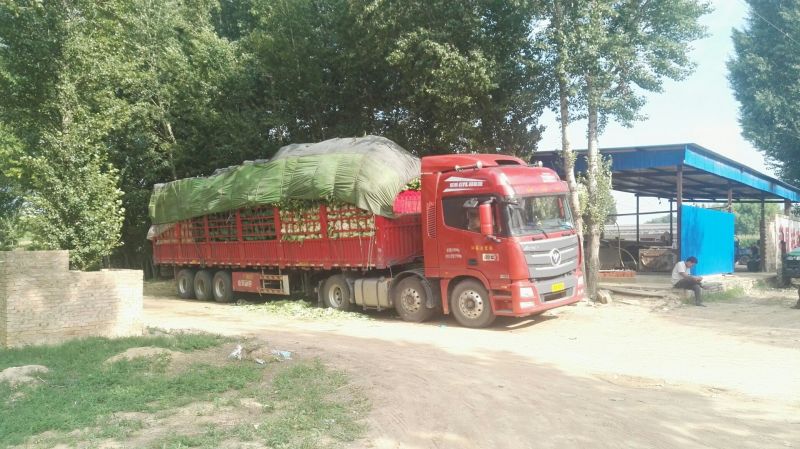 甘蓝产地直销可视频看货可打冷可代发全国