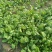 小叶菠菜10~15厘米