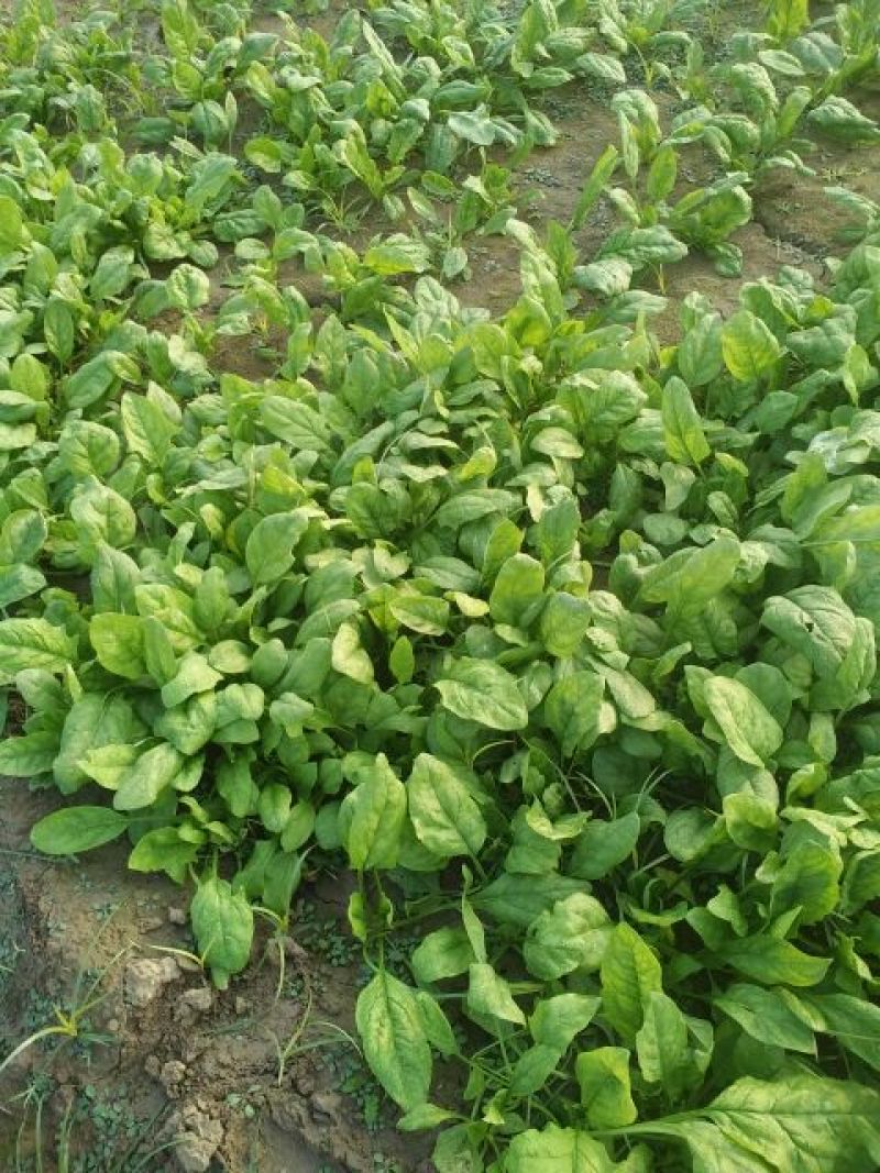 小叶菠菜10~15厘米