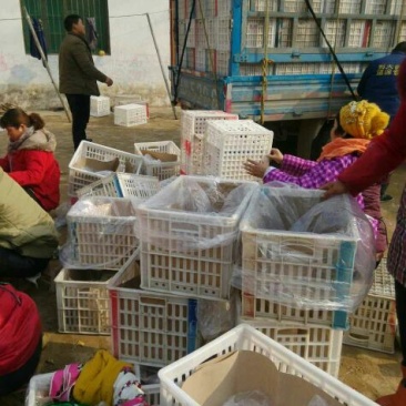 砀山梨300~350g光果