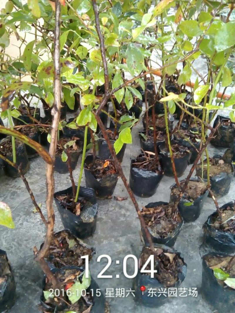 蓝莓苗50~80cm2年以上