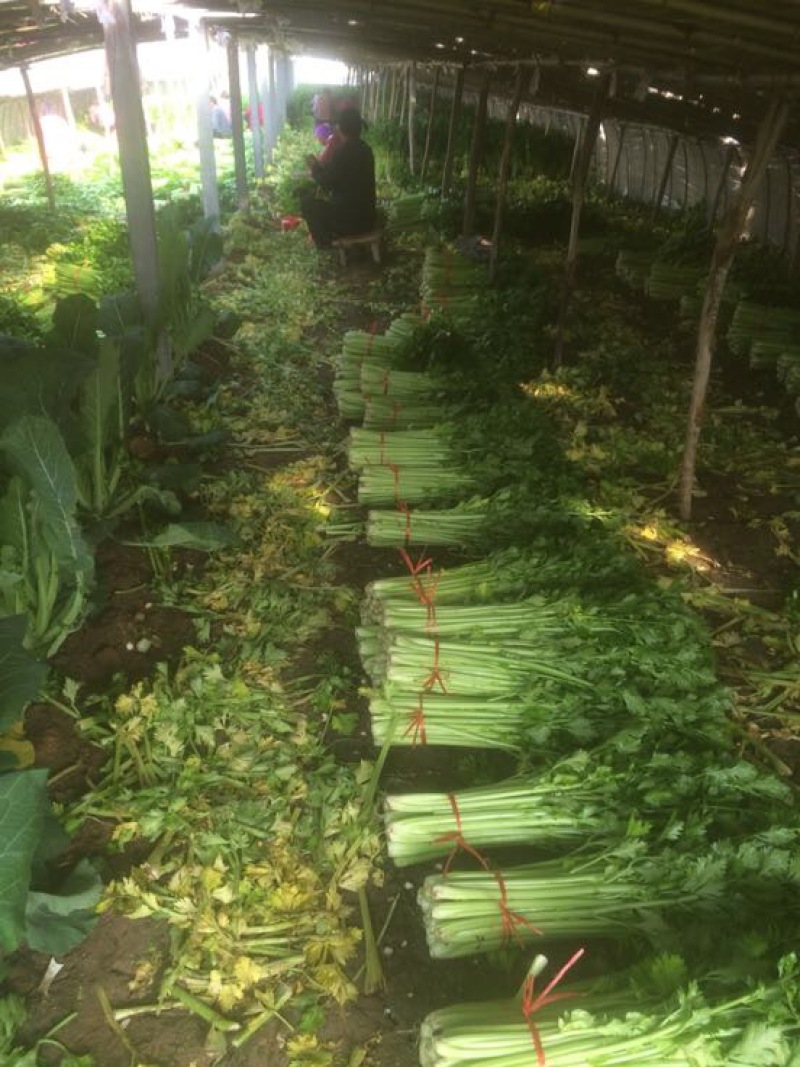 大量低价供应金乡西芹，基地货源充足，当天发货，全国供应