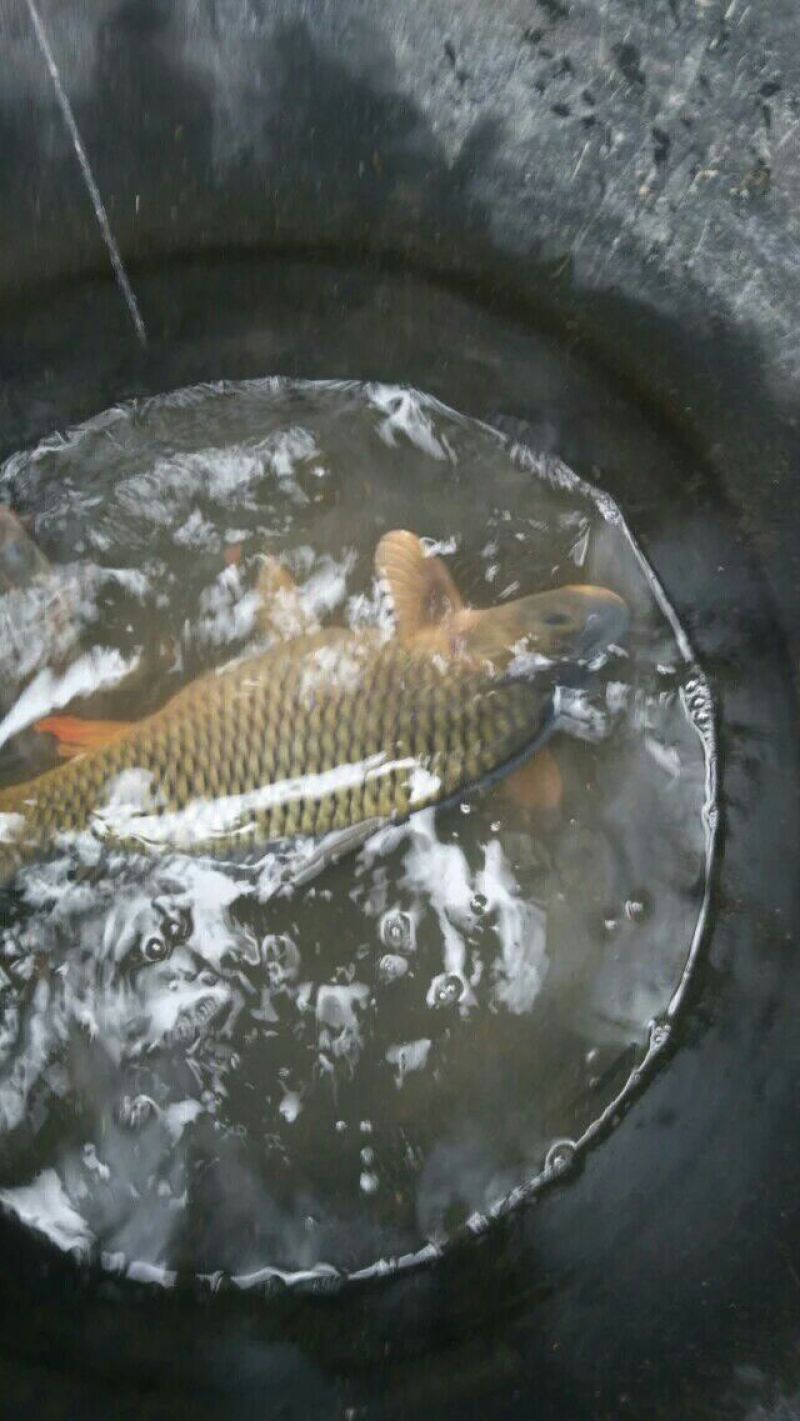 河鲤鱼食用1~2公斤