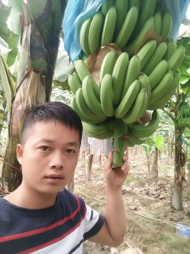 巴西香蕉七成熟