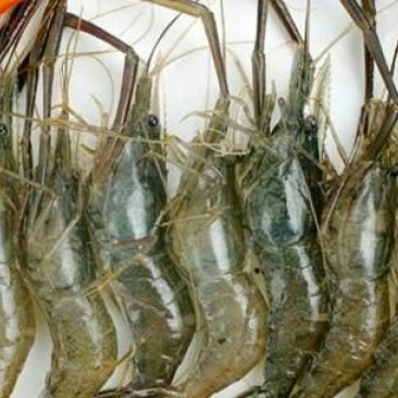 青虾食用16~20只/kg