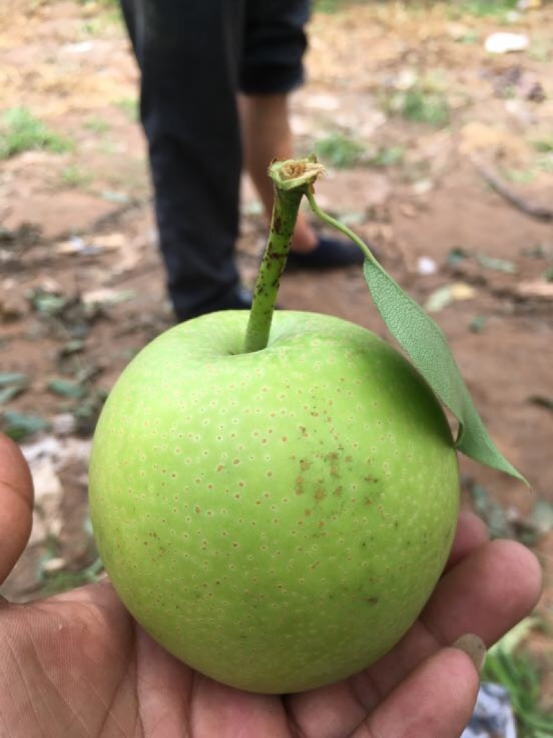 皇冠梨