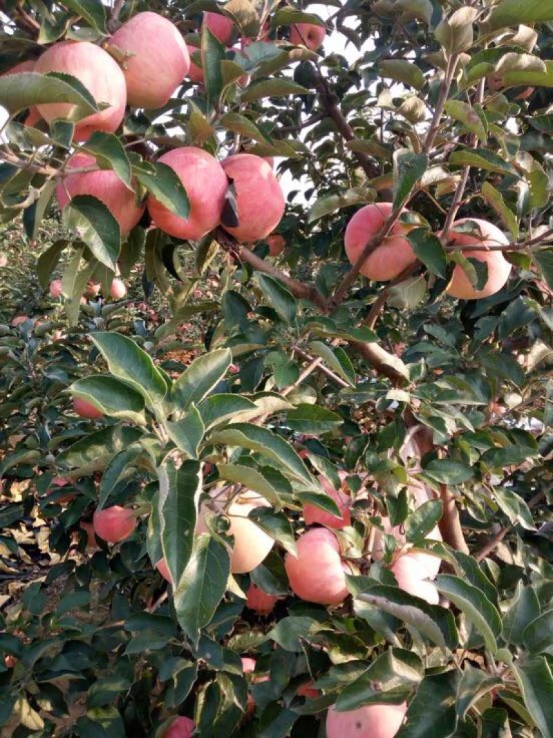 辽宁绥中精品寒富苹果大量上市中全红口感好
