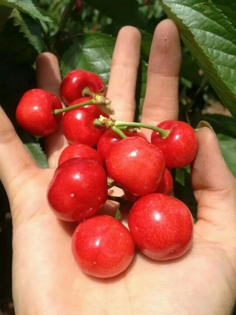 樱桃5~10mm现已大量上市