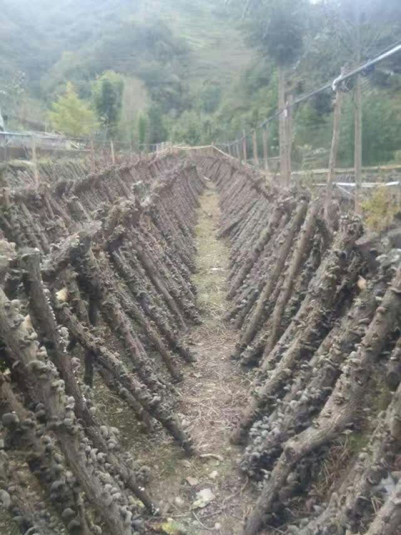 黑木耳特级