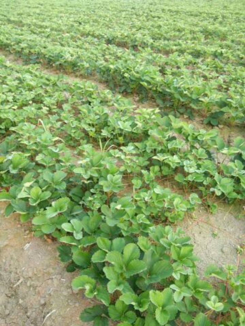 草莓苗10~20cm