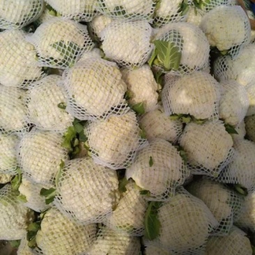 菜花，青梗散花，花菜，有机花菜，松花菜，散菜花
