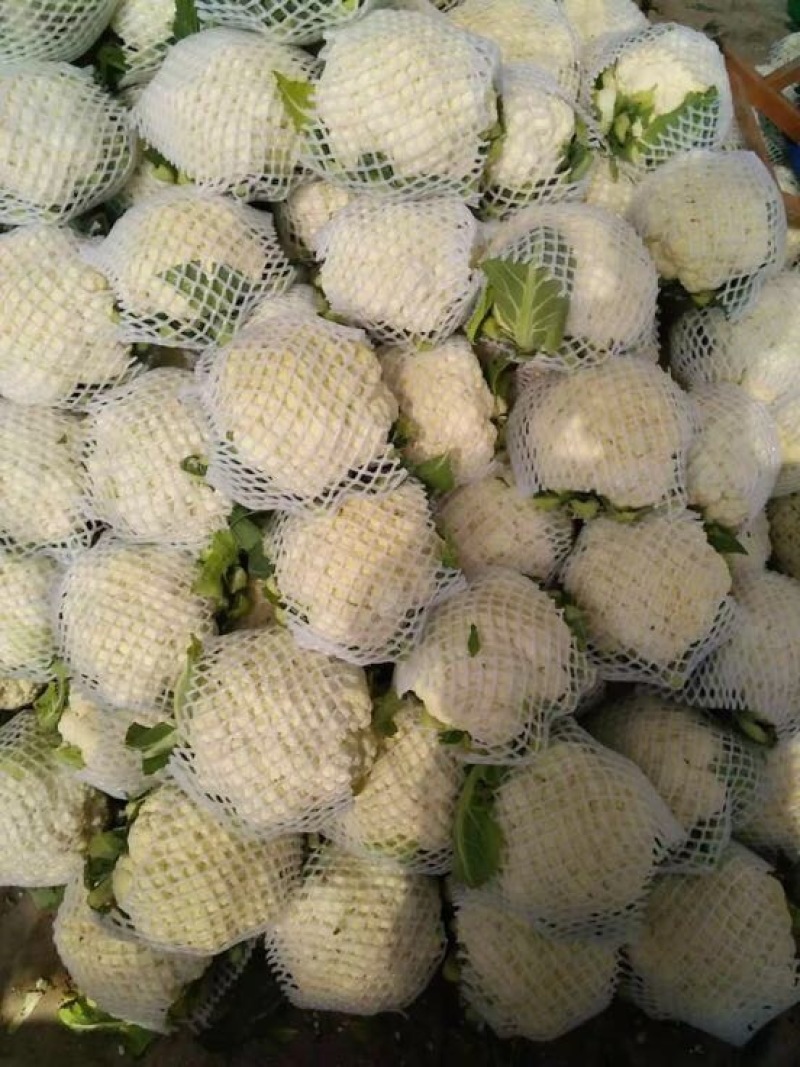 菜花，青梗散花，花菜，有机花菜，松花菜，散菜花