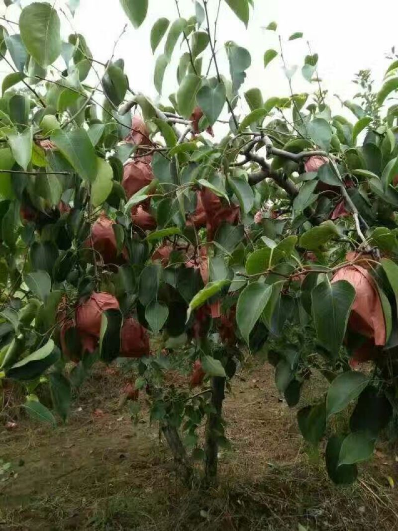 酥梨200~250g纸袋