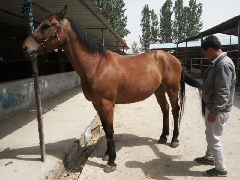 伊犁马200~300kg