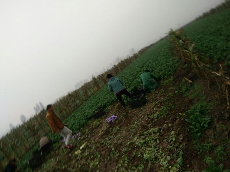 大叶菠菜15~20厘米