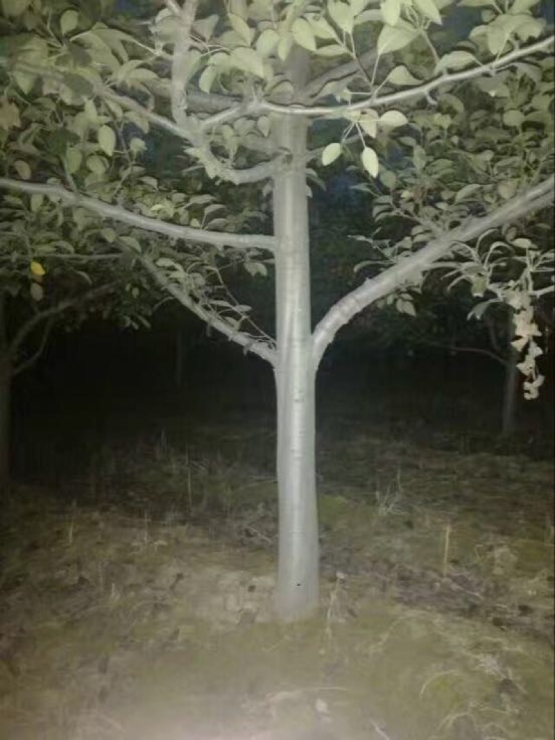 双节黄梨梨树苗
