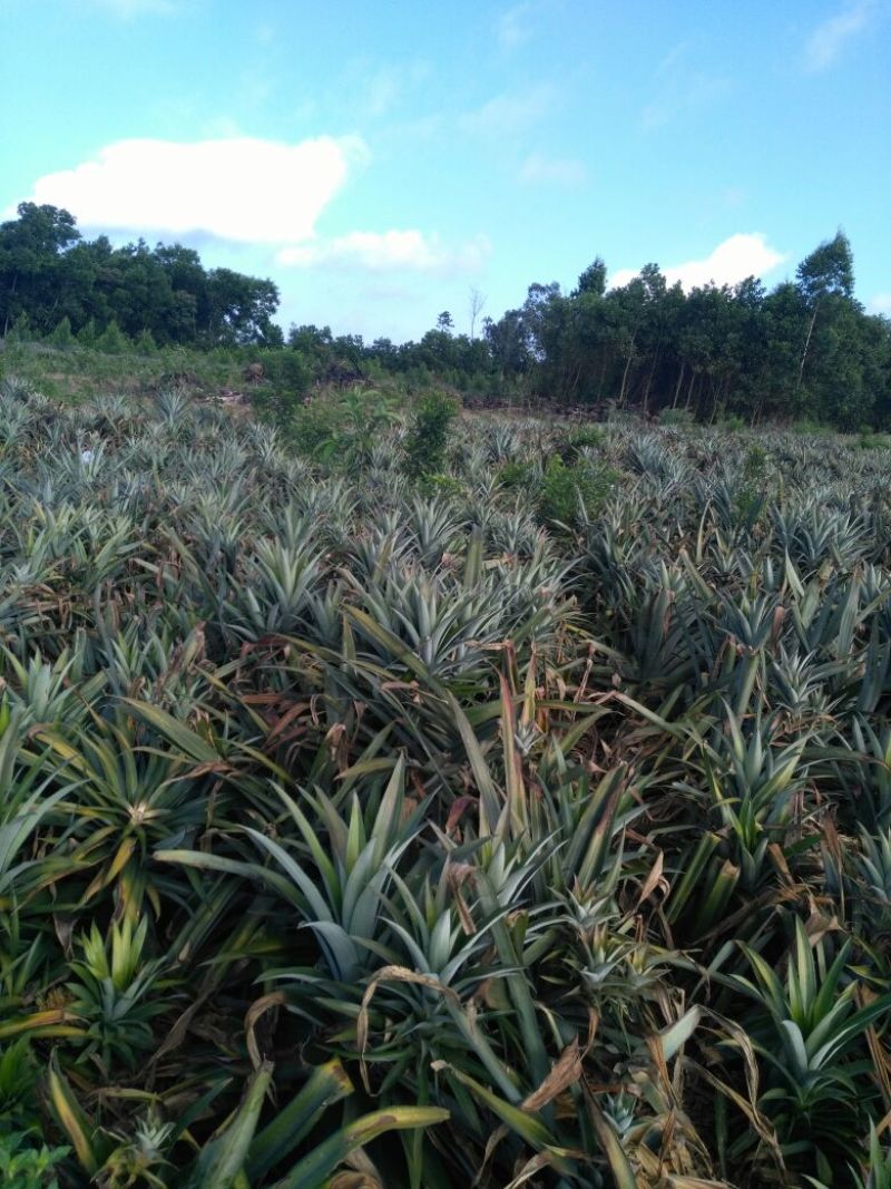 菠萝苗1年