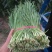 大棚韭菜大量上市。。。。。。。。。。。，，，，