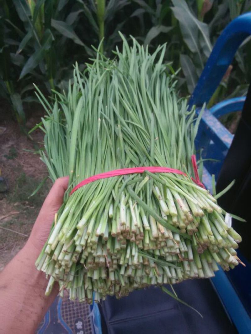 大棚韭菜大量上市。。。。。。。。。。。，，，，