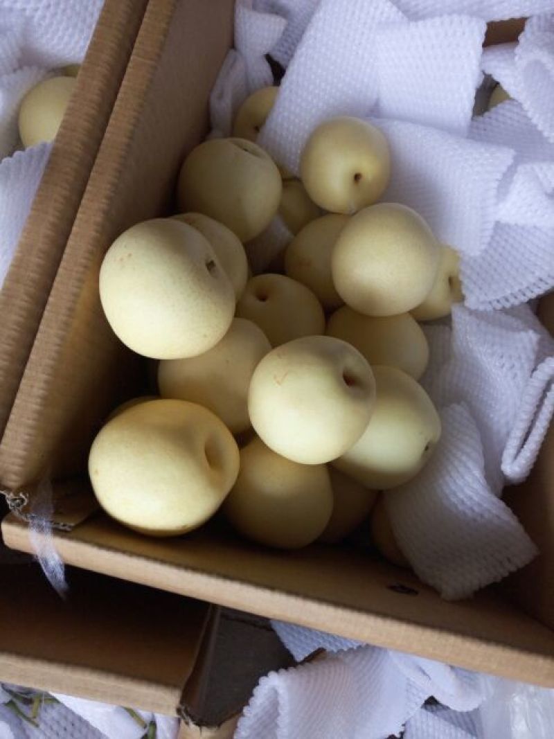 皇冠梨250~300g纸箱