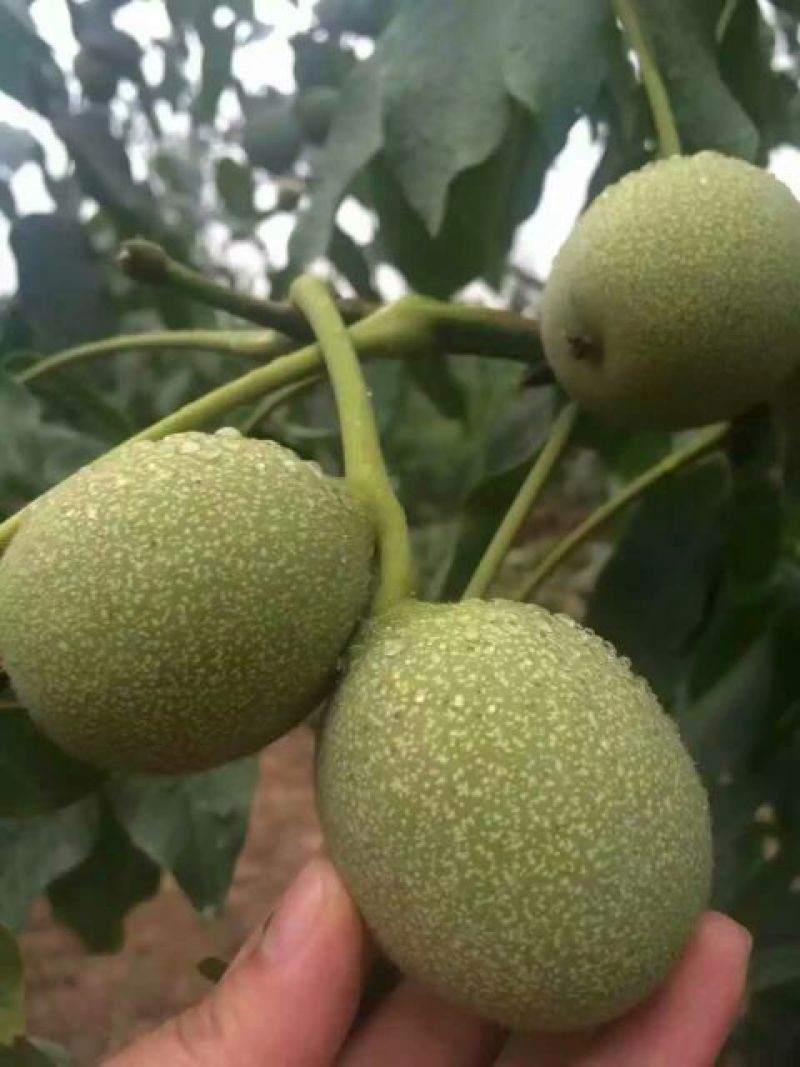 核桃去皮干