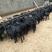 努比亚黑山羊羊苗批发种母羊肉羊养殖场直销