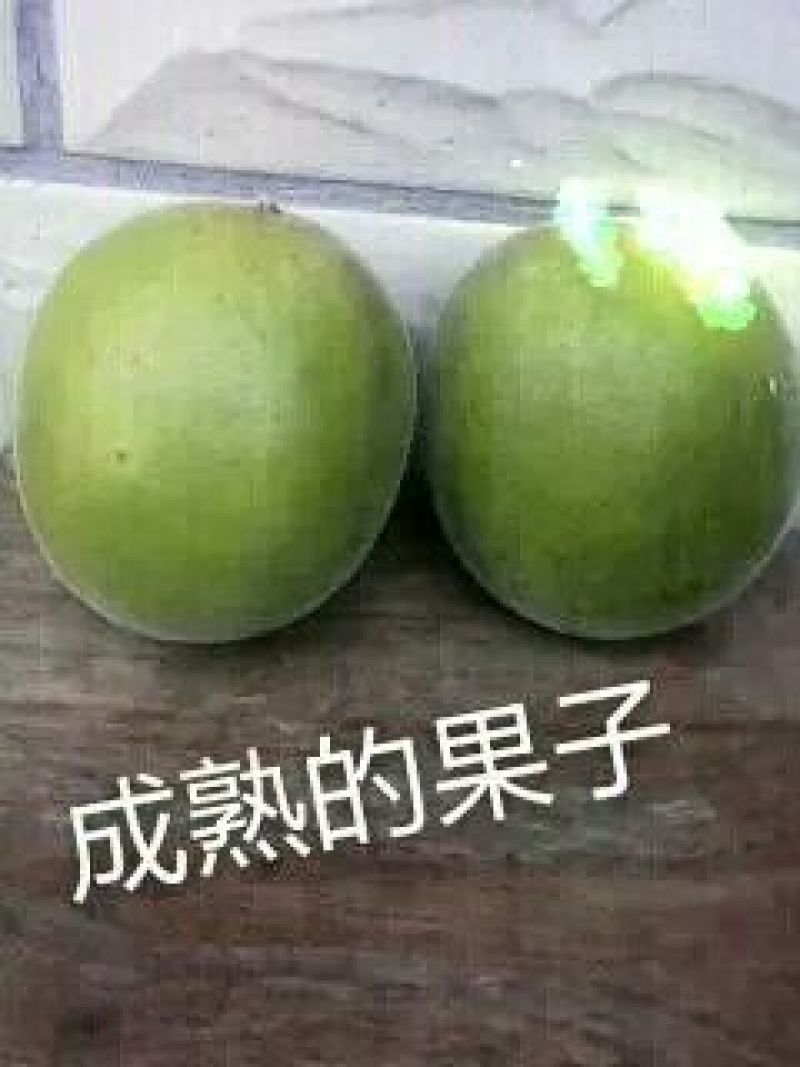 青皮果罗汉果大果