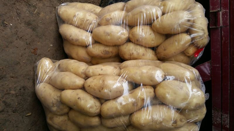 荷兰十五土豆3两以上通货