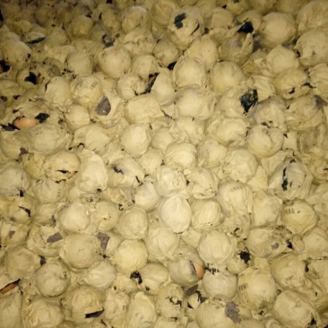 晚秋黄梨600g以上纸袋