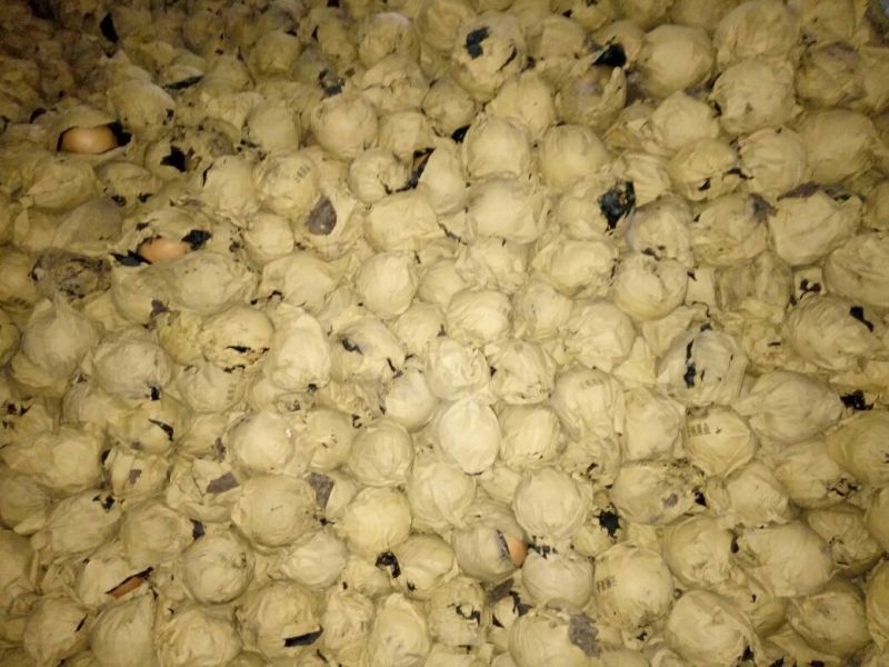 晚秋黄梨600g以上纸袋