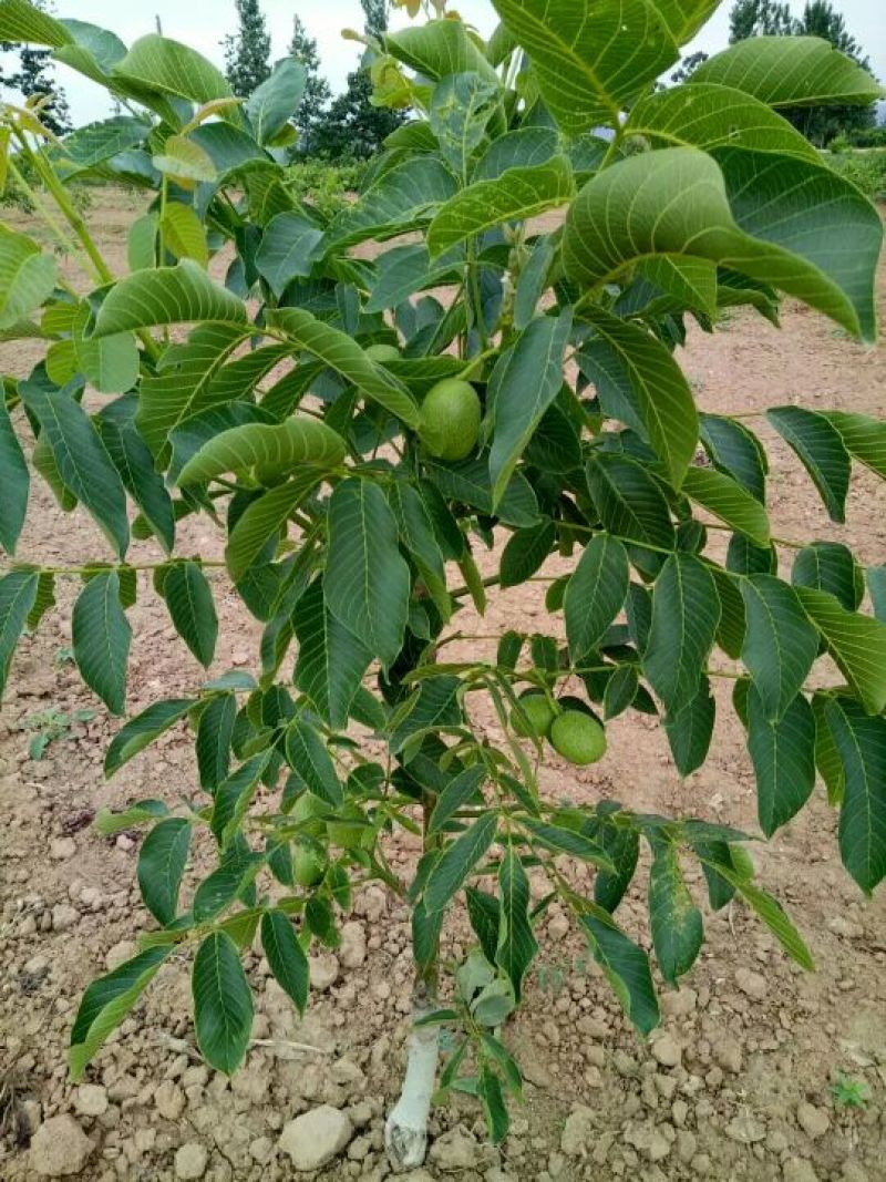 辽核1号核桃苗50~100cm二年苗