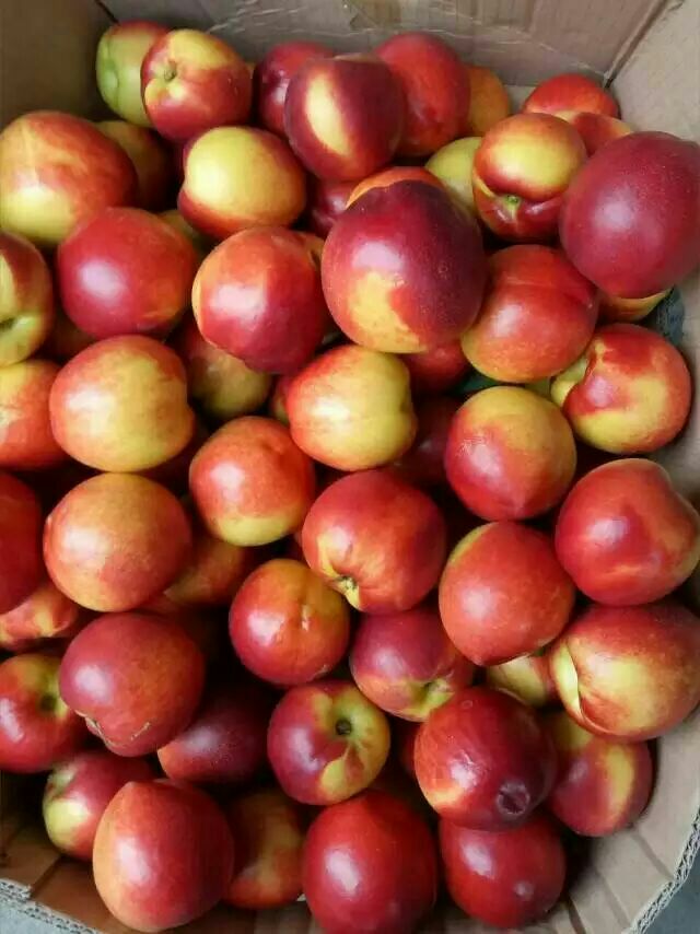 北京双喜红油桃 3两以上批发_樊仙文供应_一亩