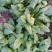 秋菠菜10~15厘米